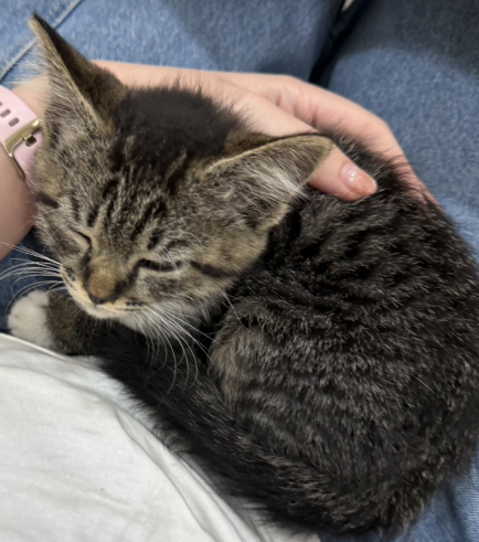 MFPrayong's tweet image. ทีมระยองเขตสี่พบเจ้าตัวนี้ร่วงลงมาจากใต้ท้องรถที่กำลังวิ่งอยู่ขณะหาเสียง หากท่านใดเป็นเจ้าของสามารถแสดงตัวและรับเจ้าสิ่งมีชีวิตสีสลิดพร้อมปลอกคอสีชมพูนี้คืนได้ สามารถติดต่อได้ทางทีม @top_chutiphong เลยครับ

พิกัดที่พบ : ชากบก บ้านค่าย แต่ไม่แน่ใจว่ารถวิ่งมาจากไหน มาไกลแค่ไหนครับ