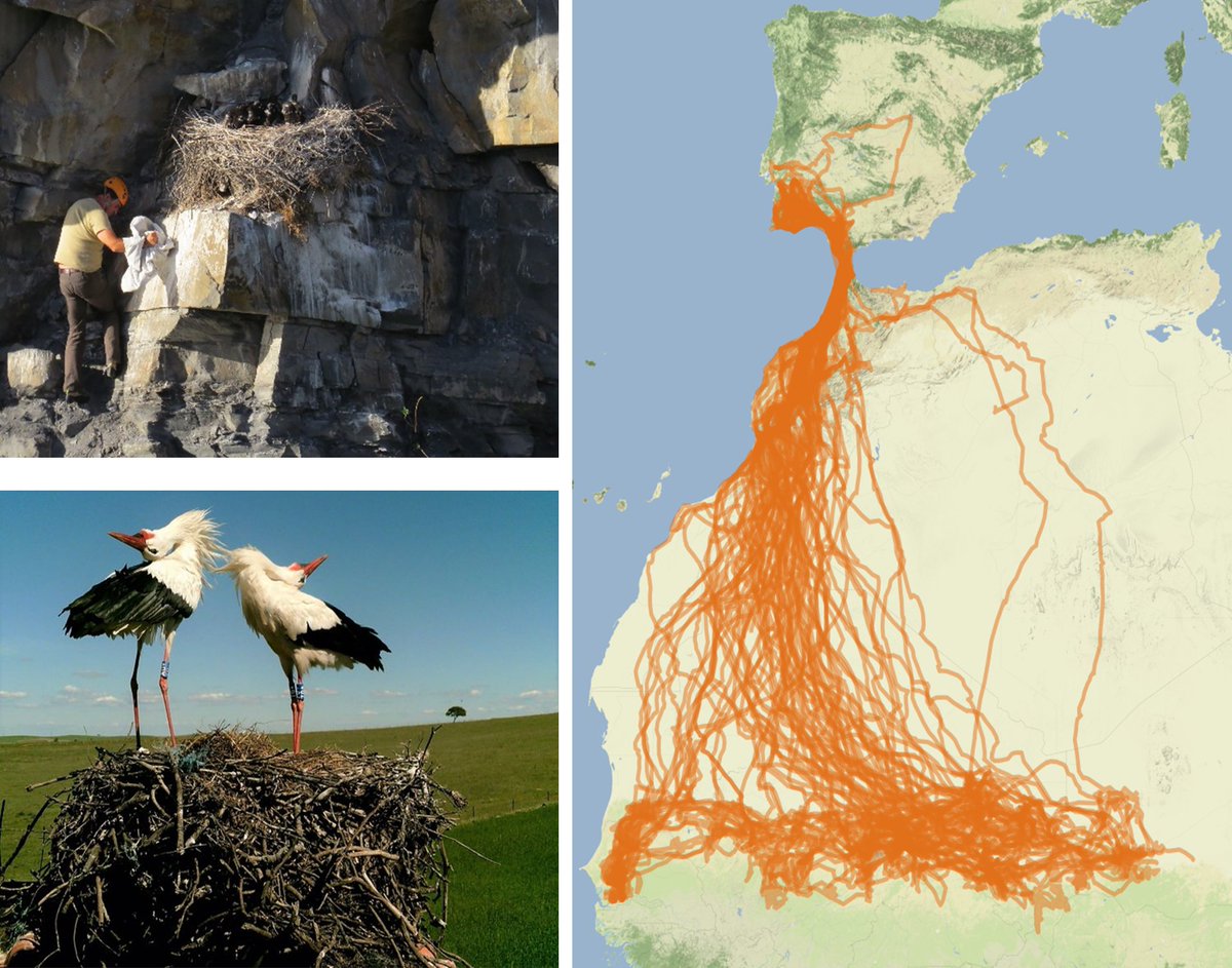 Birds On The Move tweet media