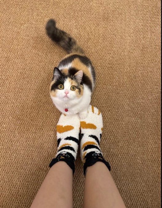 animalkyat's tweet photo. お揃いだね https://t.co/fwPdre7TUH