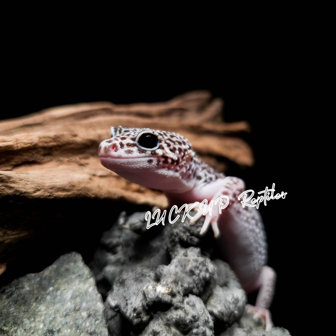 本日もありがとうございました〜❣️
レオパに負けずアカメカブトトカゲも人気でジワリジワリと少なくなってきてます…🔥

ちなみに人気のスパマクもスペシャルプライスやってます✌️✨️
#LUCKUPReptiles  #阿佐ヶ谷 #爬虫類