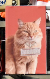 แล้วแมวระยองเขต 4 มันใส่สร้อยเราเอาจริงด้วย