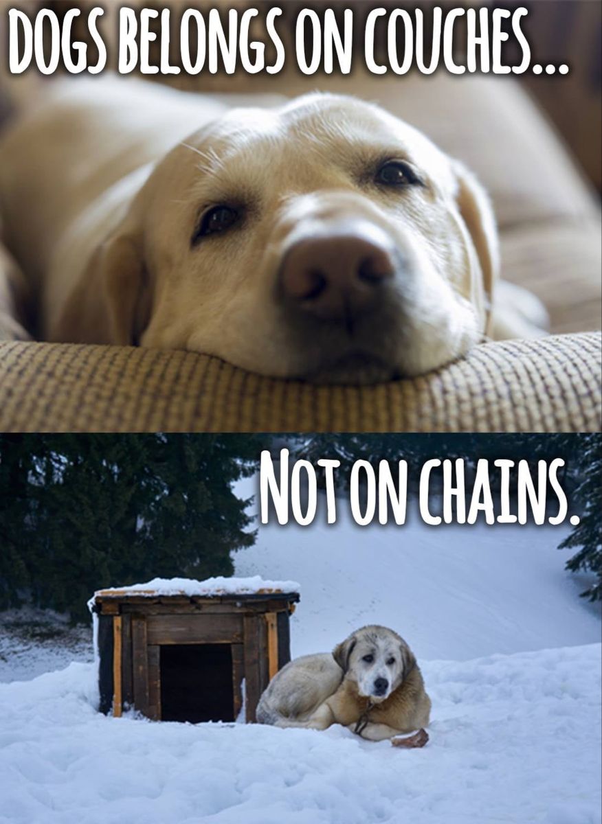 Dog Lovers (@doglovers03) on Twitter photo 