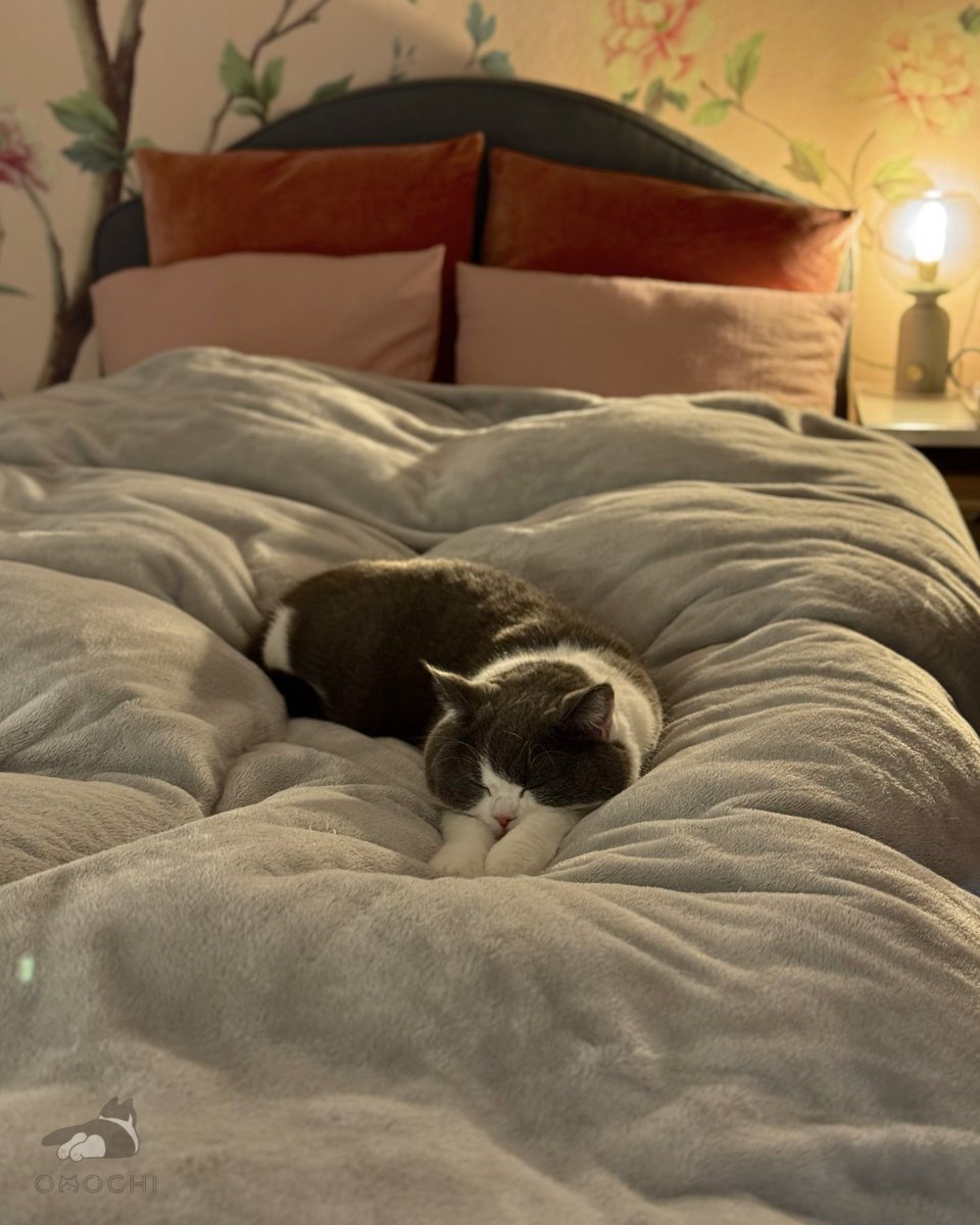 Post by おもち on X: 幸せそう🥰