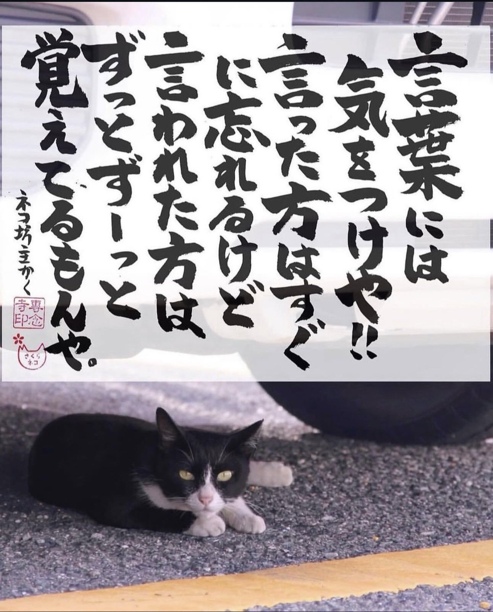 yabumoto610's tweet photo. ネコさんから人間さんへ今日の一言 https://t.co/c6H5Ky9Jkb