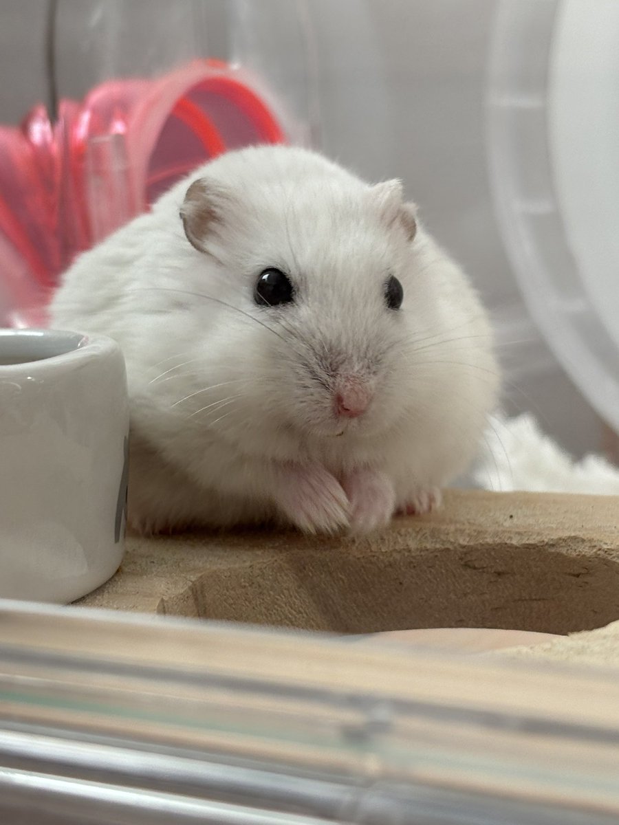 pocopocopocome's tweet image. 雪見だいふく食べたくなった🐹？