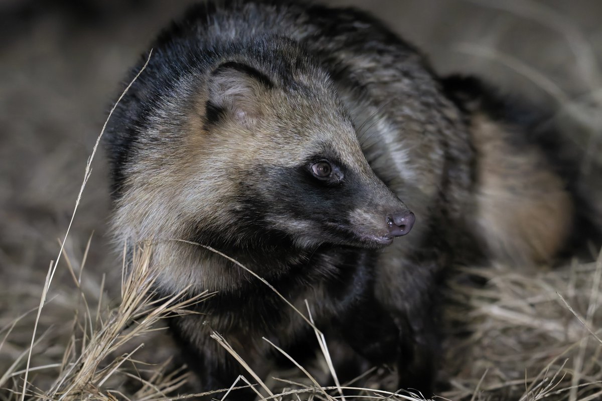猫に切り替わる前のタヌです₍ᐢ⓿ᴥ⓿ᐢ₎ しばらくして車に入ってまた