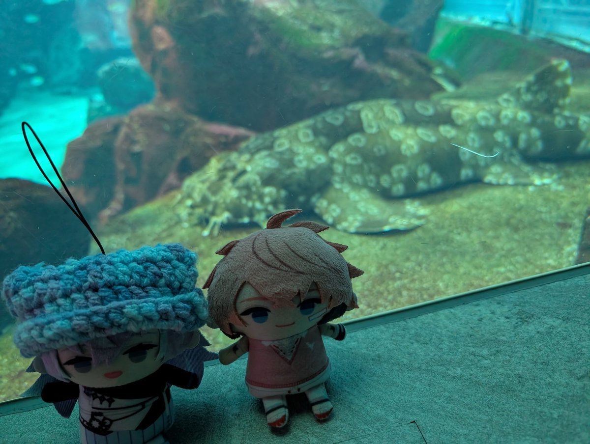 shikiuchi_491's tweet photo. 🐙🌟推しの友と水族館行ってきた！！ https://t.co/c4M3wa2sZr