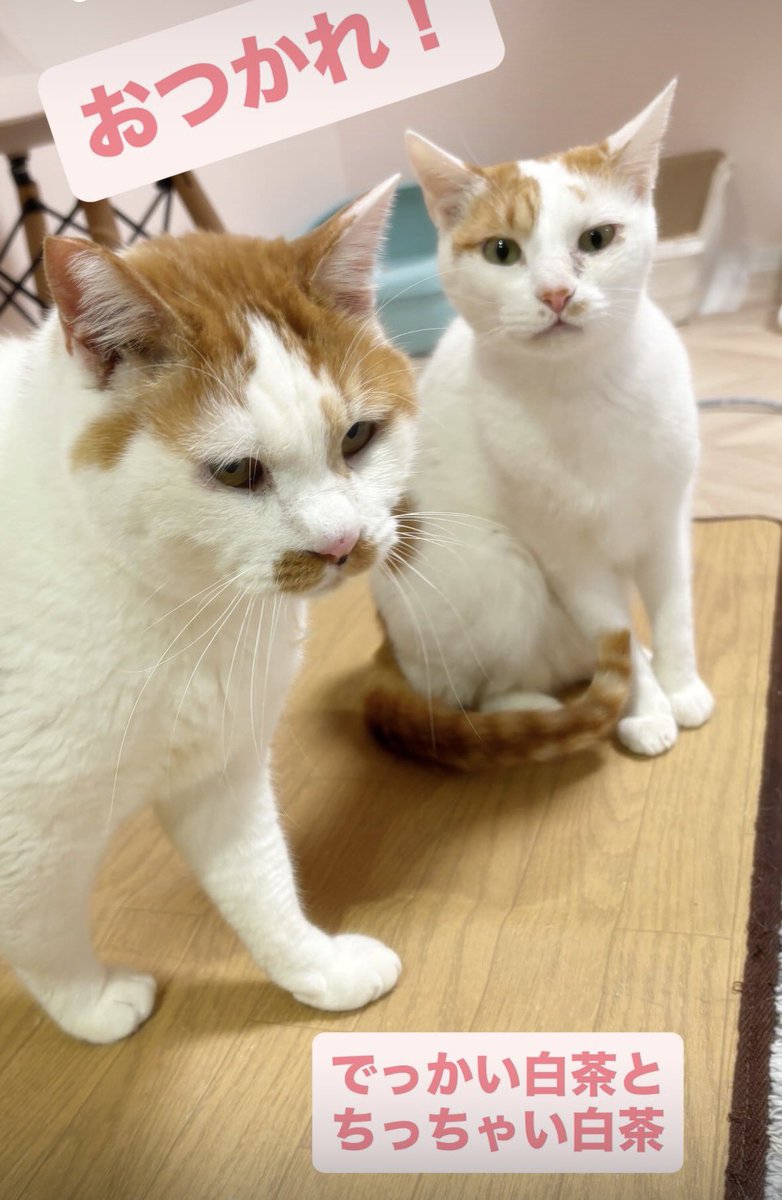 譲渡型保護猫Cafe あおねこ(新潟県田上町) (@aoneko_cafe) / Posts / X