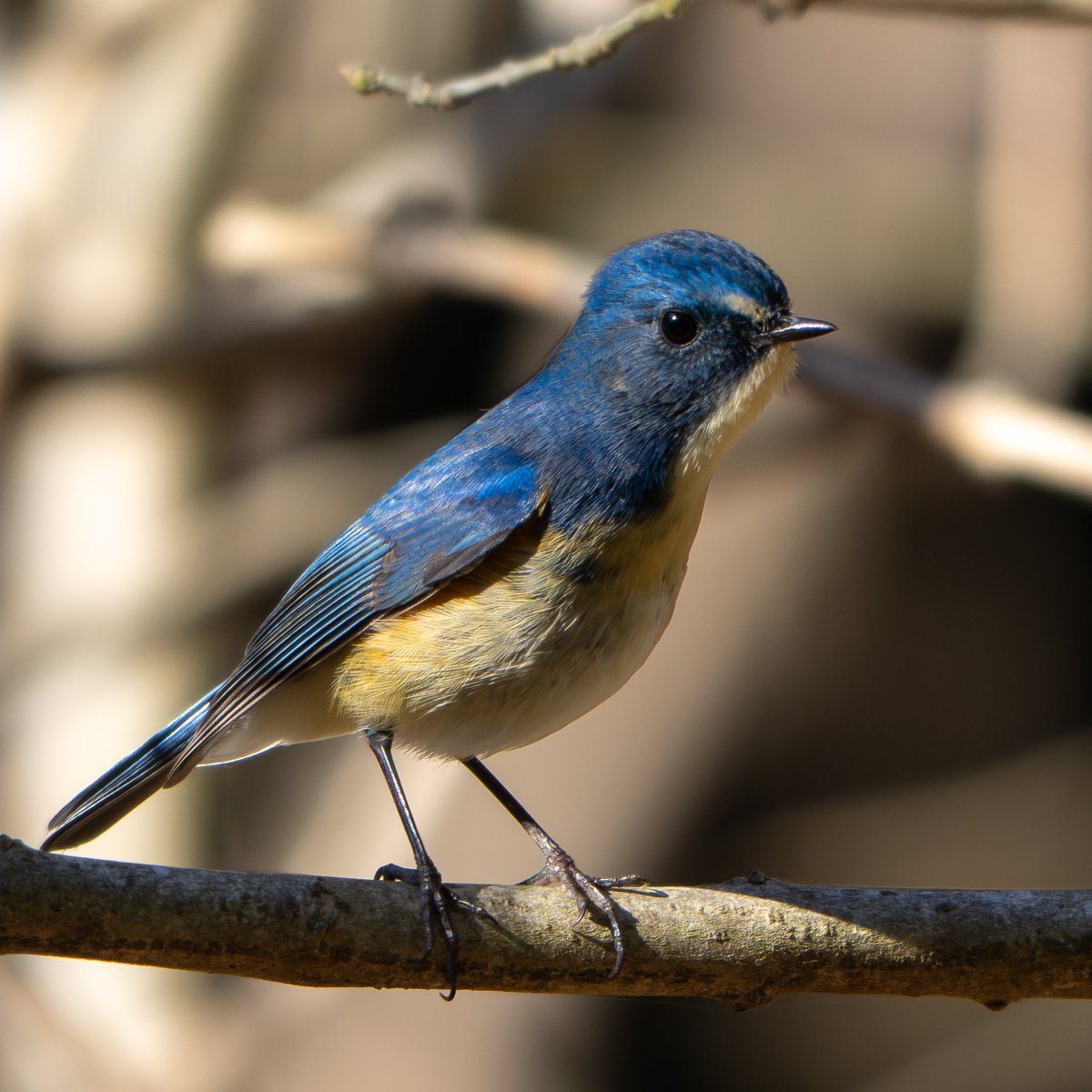 伊豆のロドリゴ (@tamso15) / Posts / X