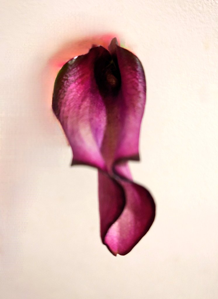 ｸﾘﾄﾘｽみたいな突起もあるの
(お花の写真)