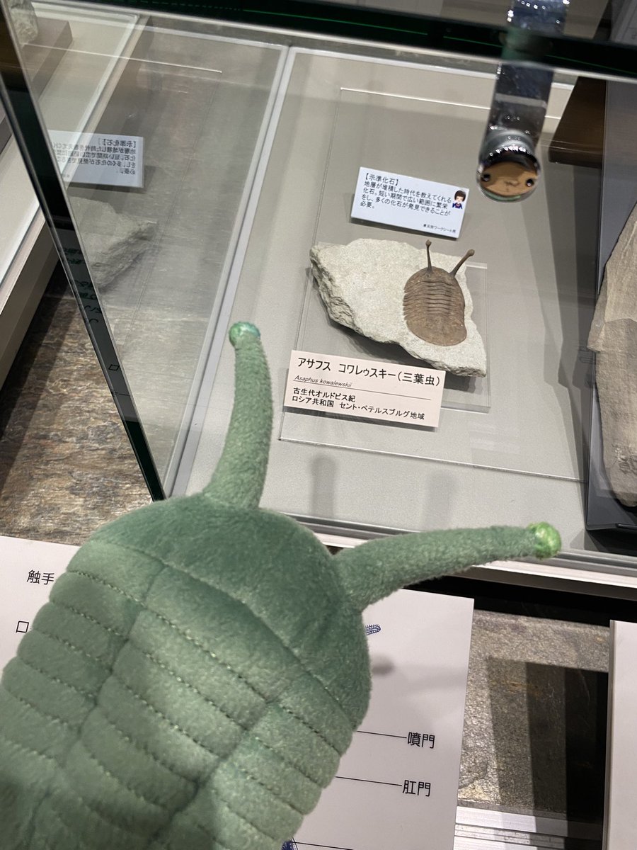 火曜日は化石の日 #アサフス・コワレゥスキー #TLを群馬県立自然史
