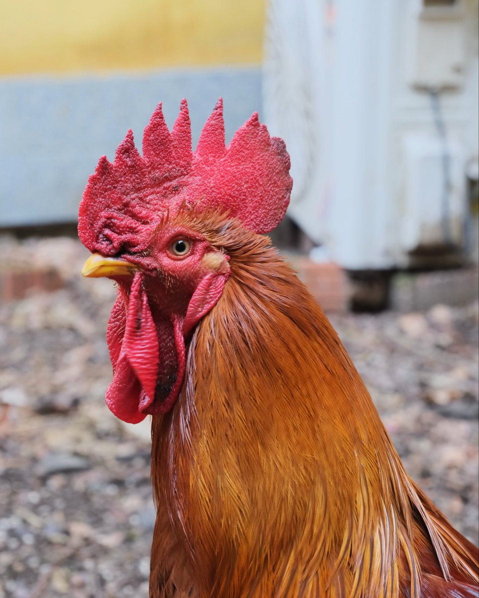 stanzy_500's tweet photo. Little hidden temple #photograghy #china #temple #chicken https://t.co/byoBgW30lu