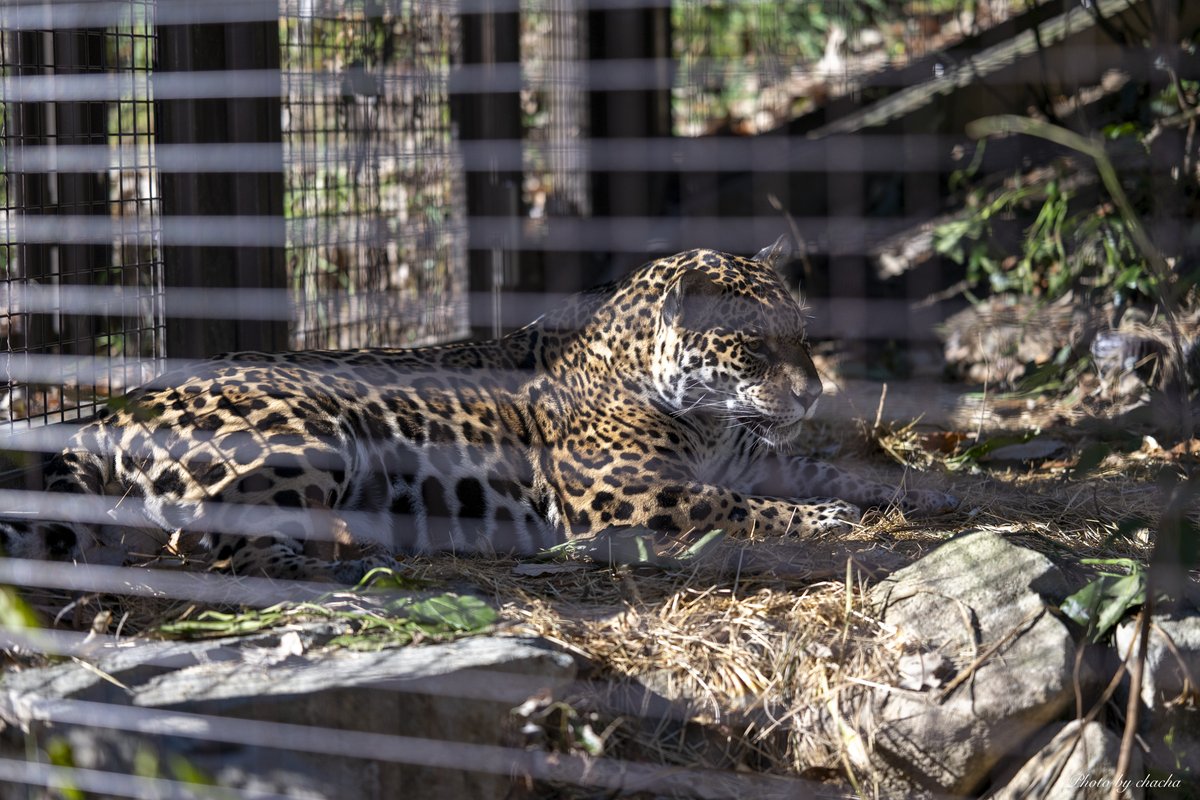 chacha31240094's tweet image. #Z8 #85mm #ジャガー