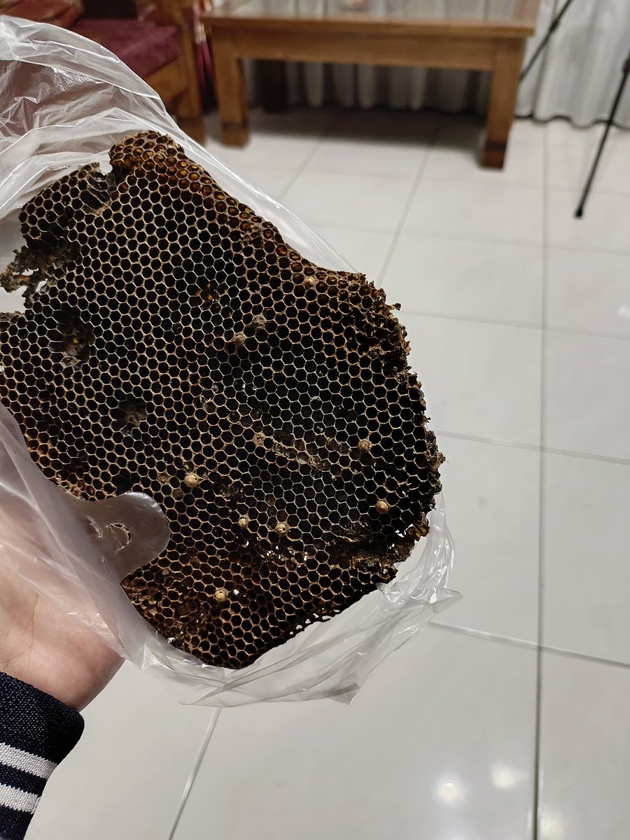 nganti kemebul golek omah tawon nggo syarat
bareng entuk kok semene gedhene
bisa dipastikan seng ngrubung mahasiswa mbesok 🤣