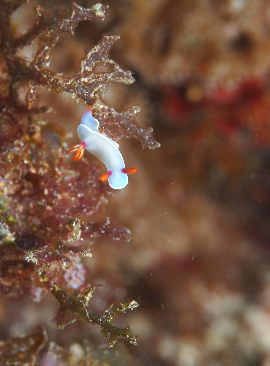 88dvEBkJ1zYu5Db's tweet image. ゾウゲイロウミウシ