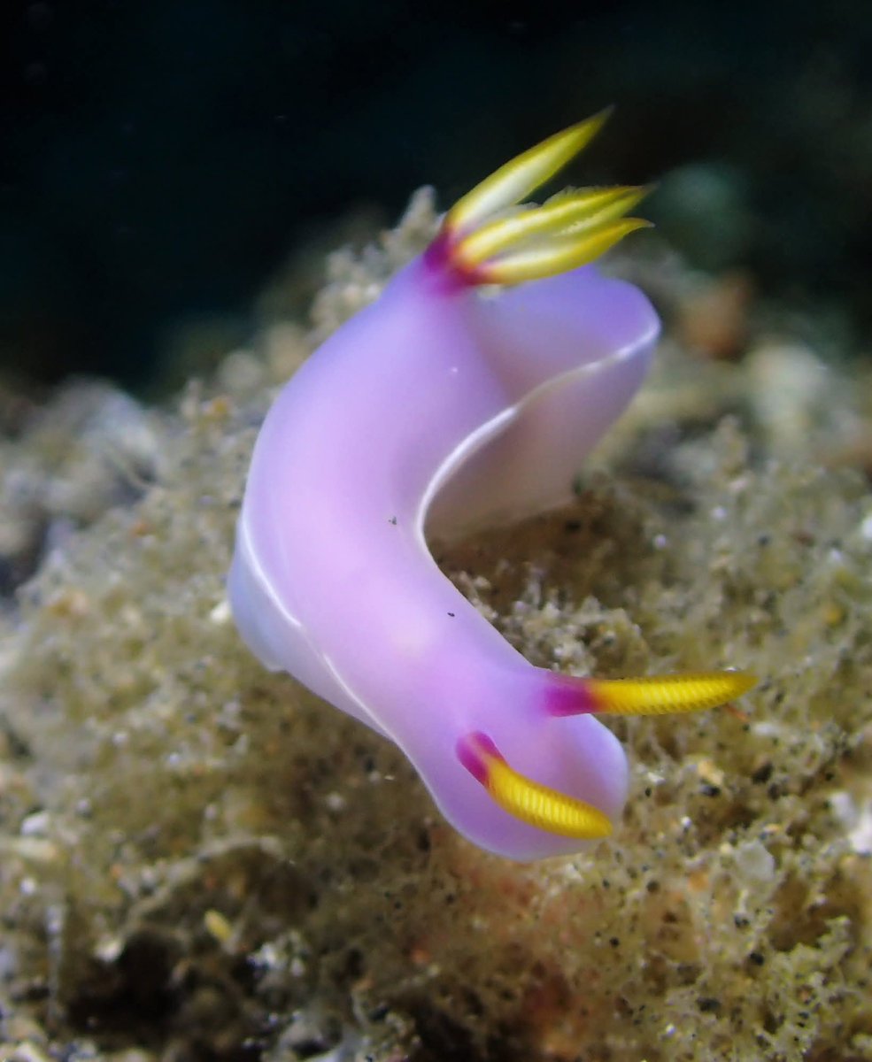 88dvEBkJ1zYu5Db's tweet image. ゾウゲイロウミウシ