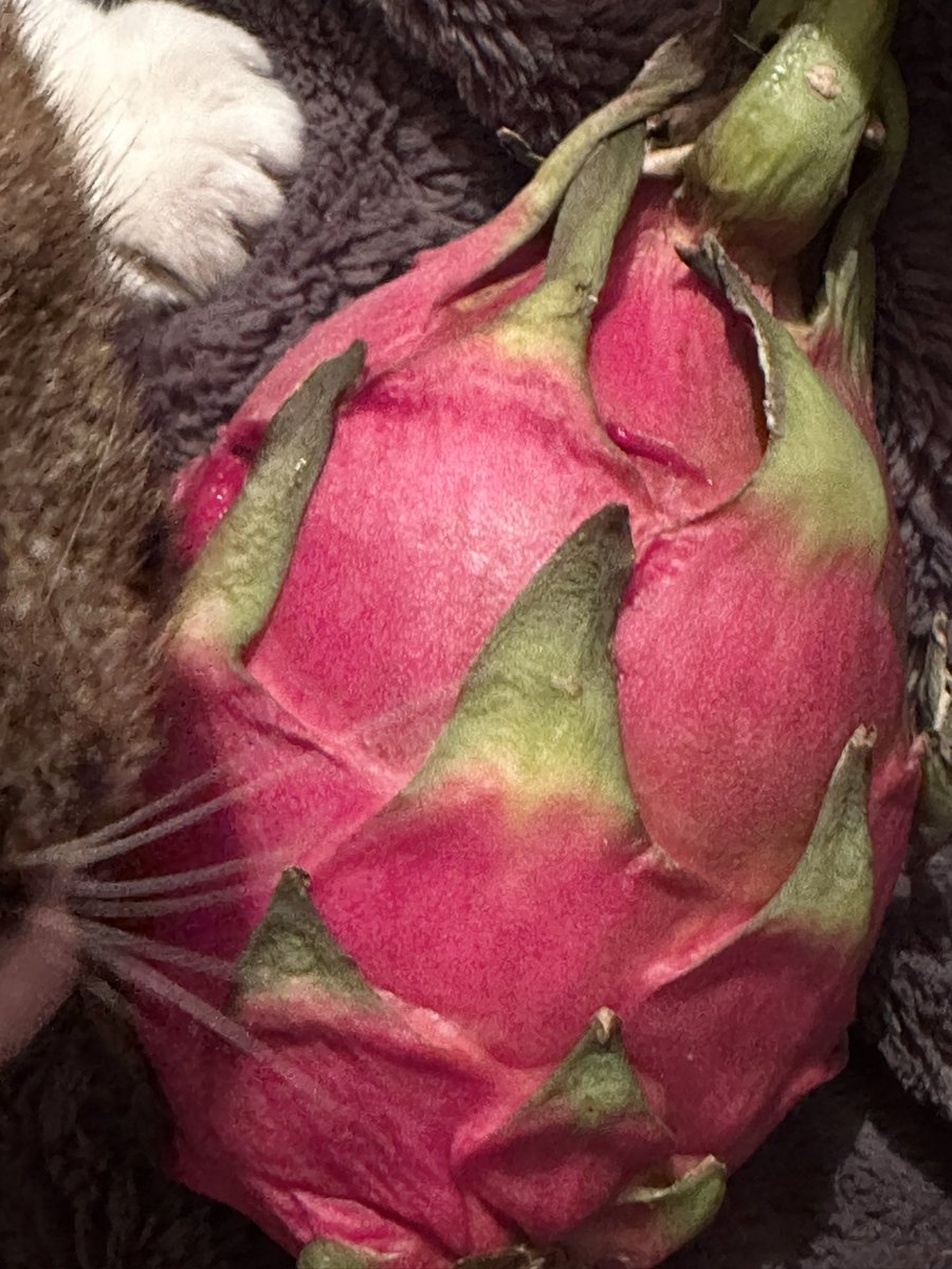 ドラゴンフルーツ くさ盛り合わせ ドラゴンフルーツとシークワーサー