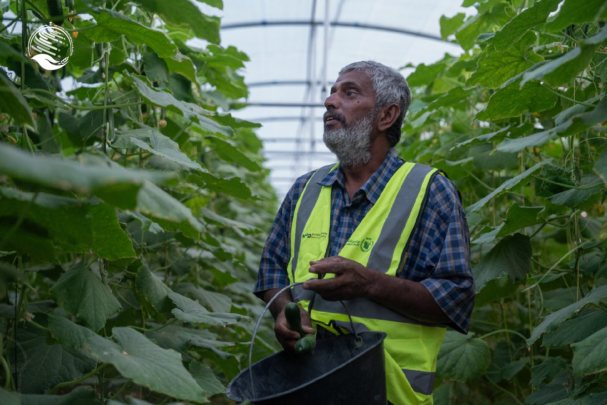 KSRelief_EN's tweet image. With the support of #KSrelief in partnership with the World Food Programme, Mohammed’s farm transformed from struggling land into a source of stability and a dignified livelihood 🌱

The Food Security Project in Yemen rehabilitated water channels, improved irrigation, and…