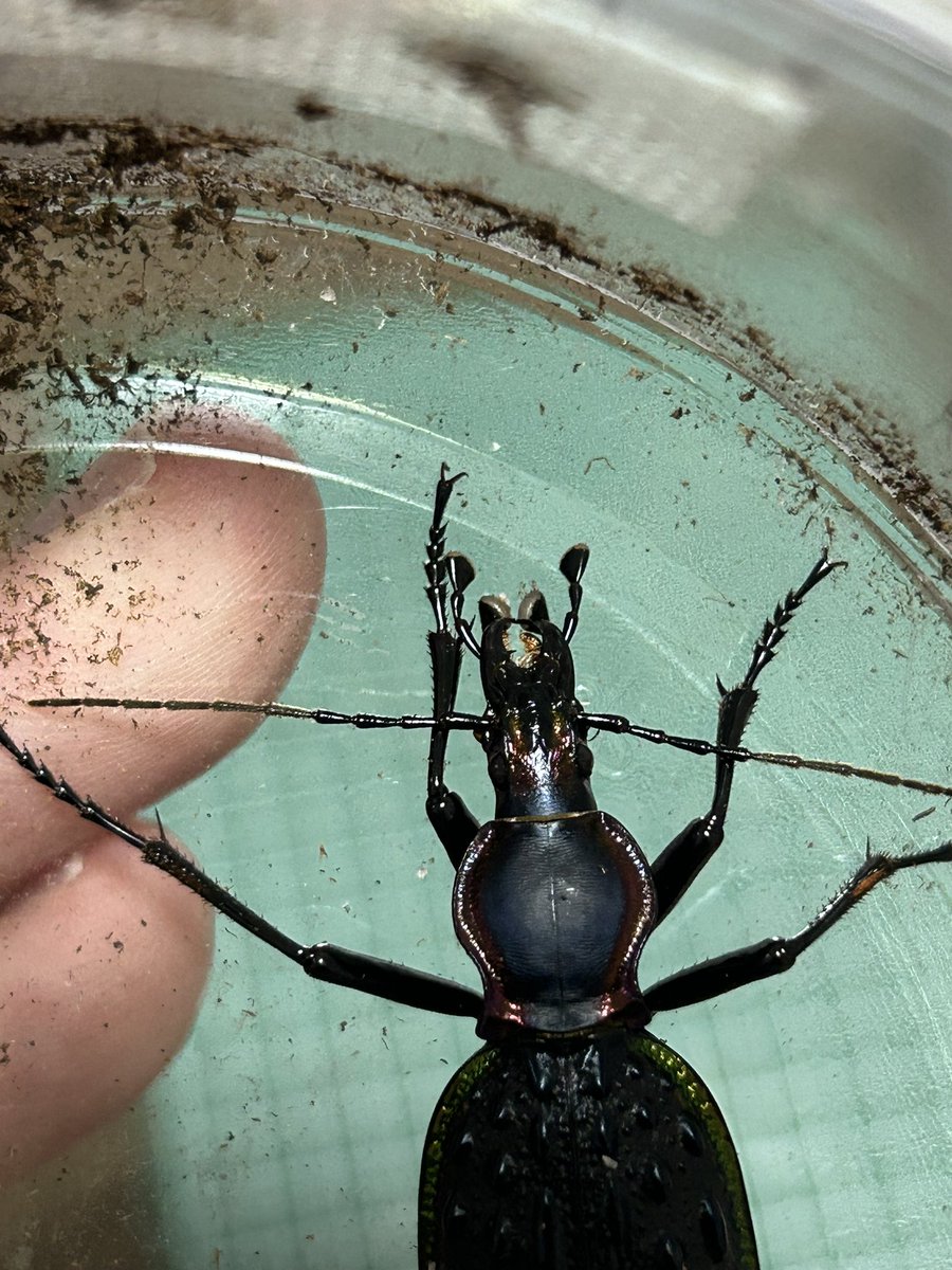 スキマ姉貴兄貴@虫垢にわか部 tweet media