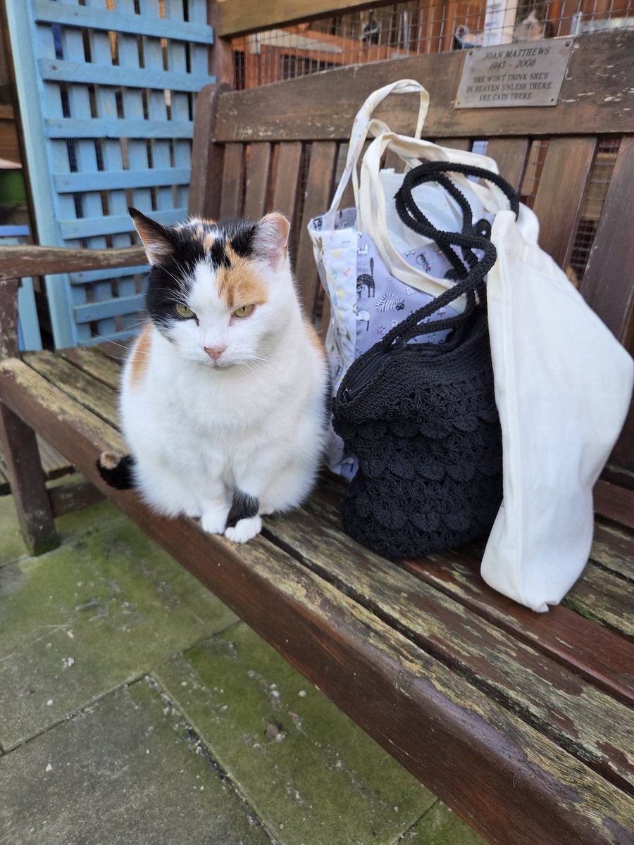 Shropshire Cat Rescue tweet media