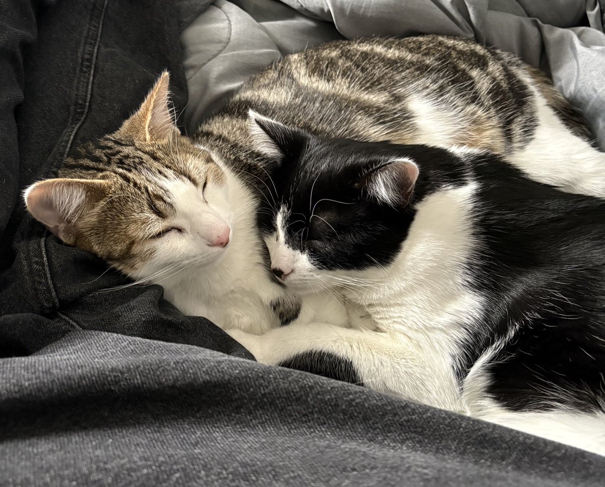 Mathieu90FR's tweet image. Chers amis, chers patriotes, je me permets de partager cette cagnotte avec vous, en espérant lui donner un maximum de visibilité. Merci d’avance à ceux qui partageront et/ou participerons à la cagnotte.
leetchi.com/c/aide-pour-pa…