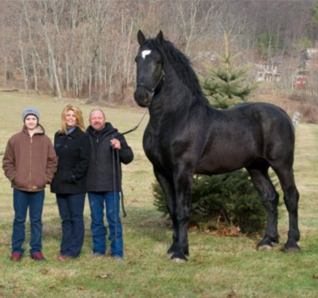 OGMonHunRecolor's tweet image. jesus fucking christ that is a unit of a horse