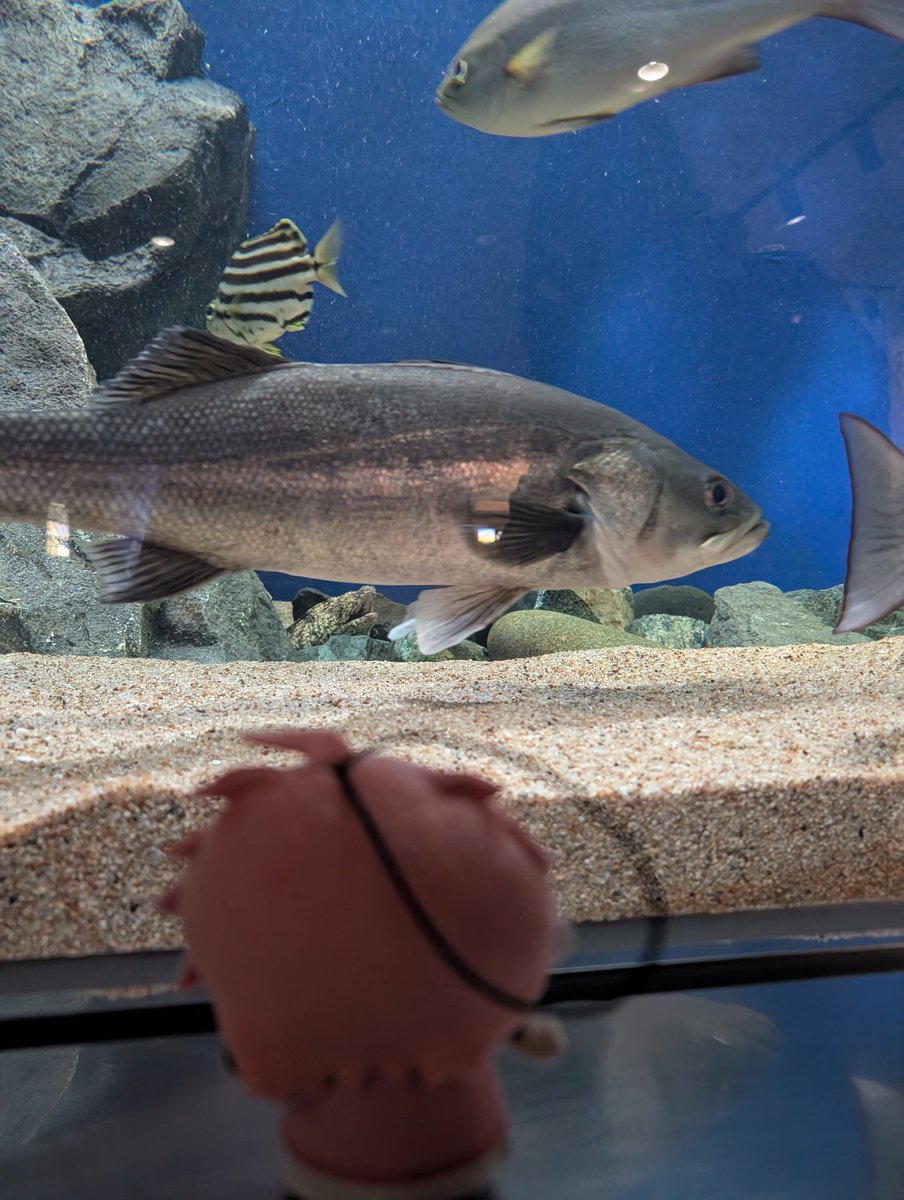 shikiuchi_491's tweet photo. ウェンくん��スズキに挨拶してきたよ🫡🐟

 #ウェン巡回中 https://t.co/PUgJGoE1if