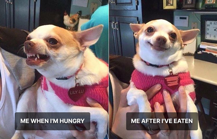 memingoapp's tweet photo. Food fixes everything

#meme #funny #humor #hungry https://t.co/xEBCtQuONC