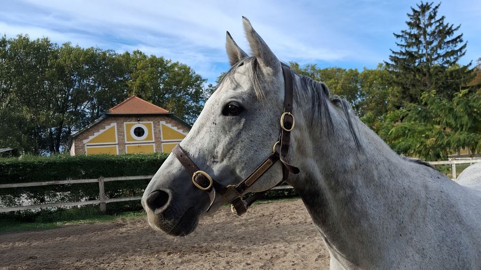 🇭🇺 "We had known and admired him for a long time" 

Stallion Gutaifan takes pride of place in Hungarian breeding project

Good Morning Bloodstock 👉bit.ly/3YL7uLj