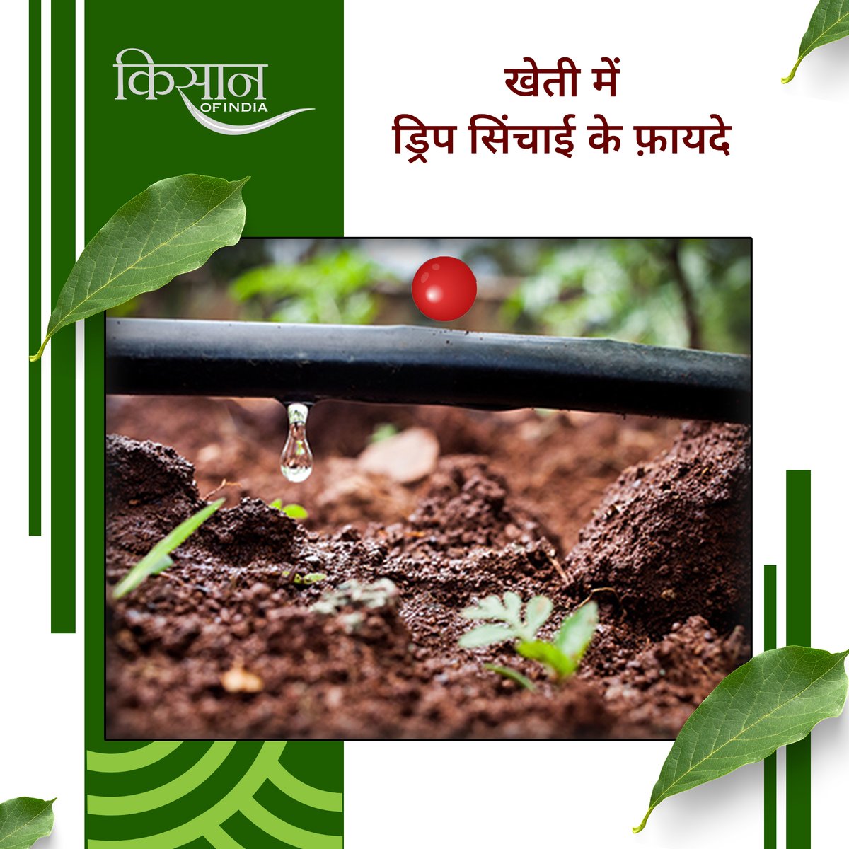 KisanofIndia's tweet image. ड्रिप सिंचाई, जिसे माइक्रो-इरिगेशन भी कहा जाता है। एक आधुनिक और किफ़ायती तरीक़ा है जिसमें पानी सीधा पौधों की जड़ों तक थोड़ी-थोड़ी मात्रा में पहुंचाया जाता है।

#KisanOfIndia #Agriculture #DripIrrigation #MicroIrrigation #PrecisionFarming #WaterSaving #IndianAgriculture