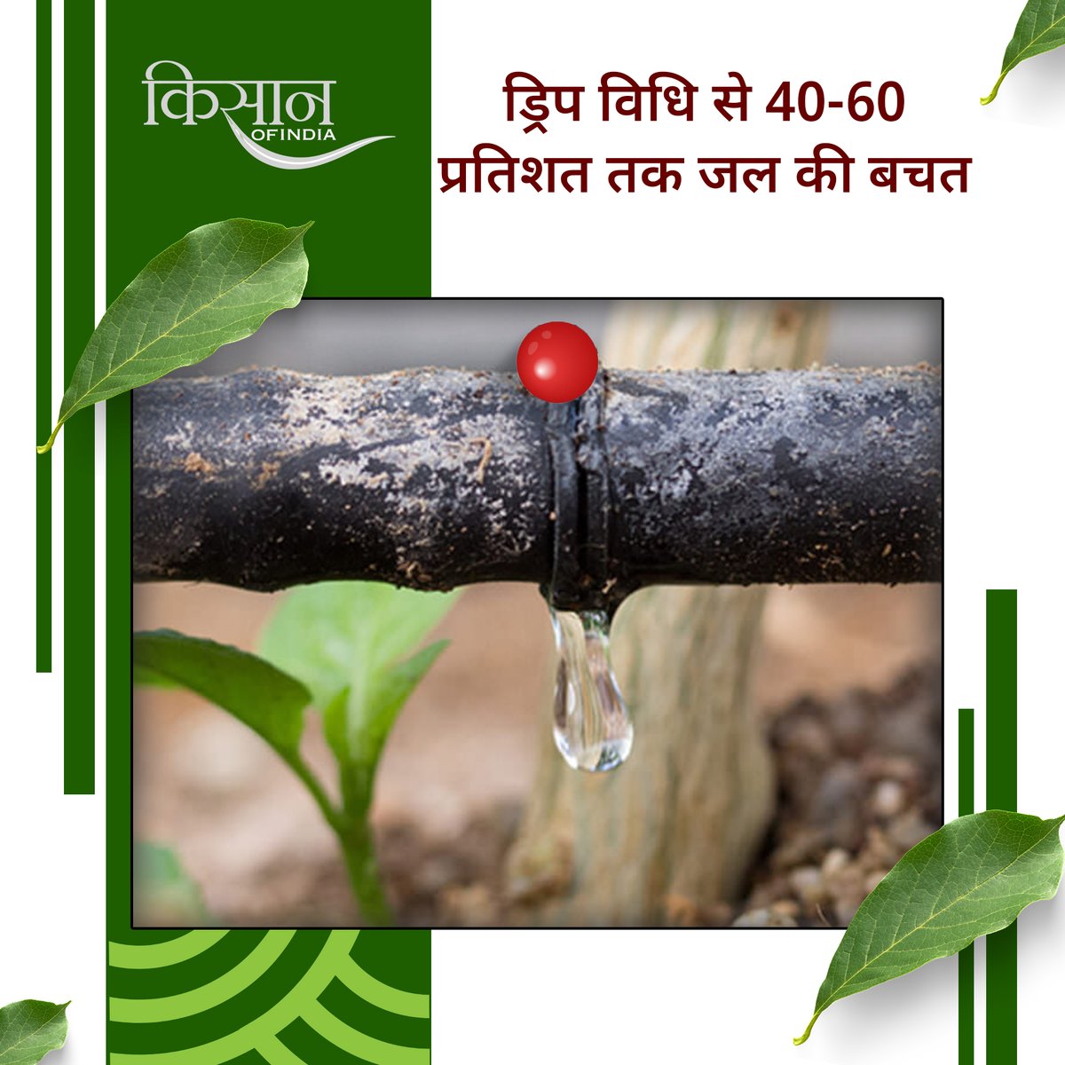 KisanofIndia's tweet image. ड्रिप सिंचाई, जिसे माइक्रो-इरिगेशन भी कहा जाता है। एक आधुनिक और किफ़ायती तरीक़ा है जिसमें पानी सीधा पौधों की जड़ों तक थोड़ी-थोड़ी मात्रा में पहुंचाया जाता है।

#KisanOfIndia #Agriculture #DripIrrigation #MicroIrrigation #PrecisionFarming #WaterSaving #IndianAgriculture
