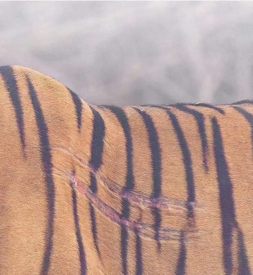 "İyi bir yara izi, en iyi nasihatten daha değerlidir."

—Paulo Coelho