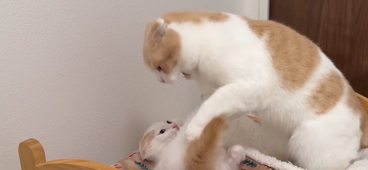 はなざくろ (@hana_zakulo) / Posts / X