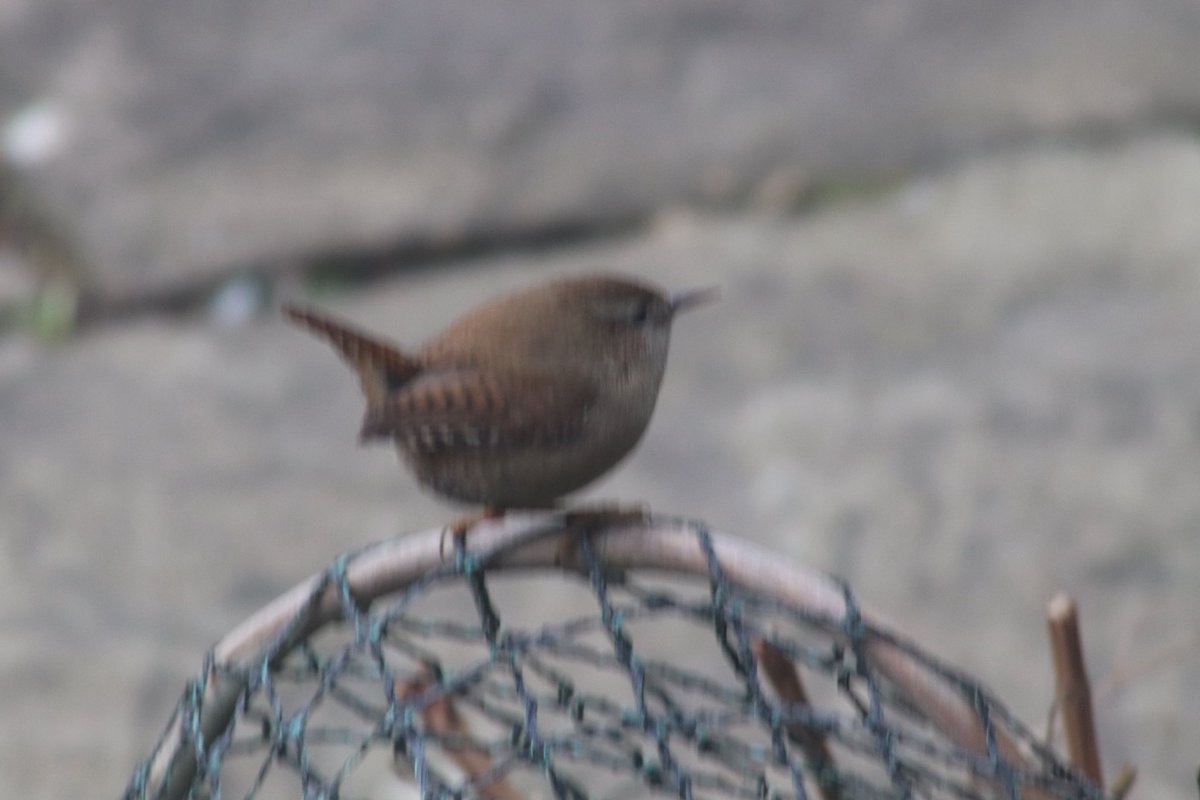 Bob Scott tweet media