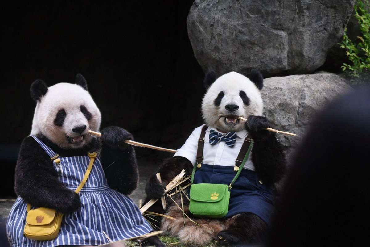 🐼💚「レイちゃんが僕のお庭きたいっていうから(´･(ｴ)･｀)💓」

🐼🧡「おしゃれしまちた」