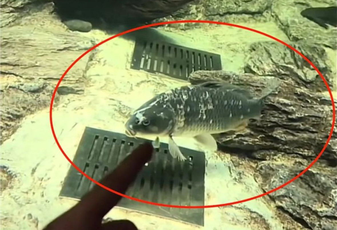 #刀疤鲤 从市场小鱼逆袭鱼缸霸主，体长80厘米、体重15斤，象征中国“鲤鱼跃龙门”文化，寓意坚韧与好运。它躲避猛鱼攻击、结盟成长，励志故事在抖音破亿播放，持有刀疤鲤，不仅是meme，更是激励源泉，能带来转运、正能量。快拥抱好运文化，让人生跃龙门！

0xb0645b0520128a40a7bd08b94321f7922e844444