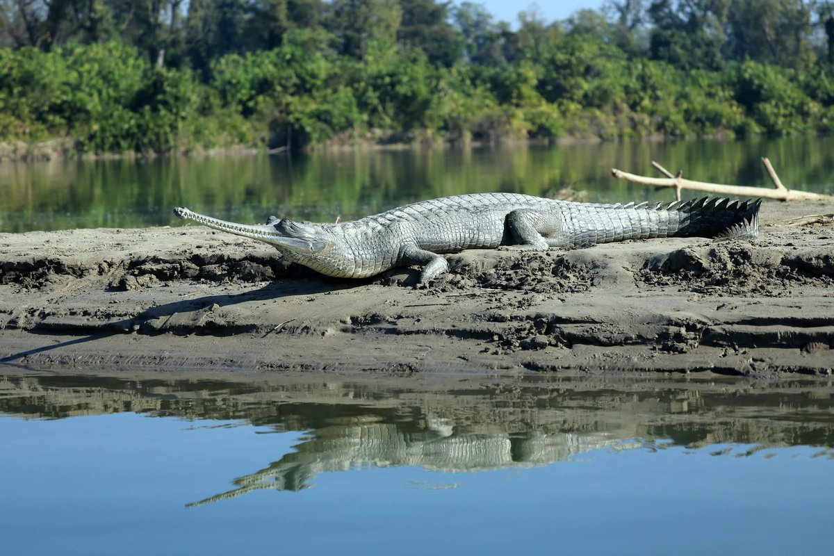 Gharial is a critically endangered crocodilian with slender jaws &amp; sharp interlocking teeth, each set of around 110 teeth. The males can reach length of upto 20ft &amp; females can reach 15ft !! Here's a female basking in Katerniaghat WLS.
<a href="/uptourismgov/">UP Tourism</a> 
<a href="/DudhwaTR/">Dudhwa Tiger Reserve</a> 
<a href="/rameshpandeyifs/">Ramesh Pandey</a>