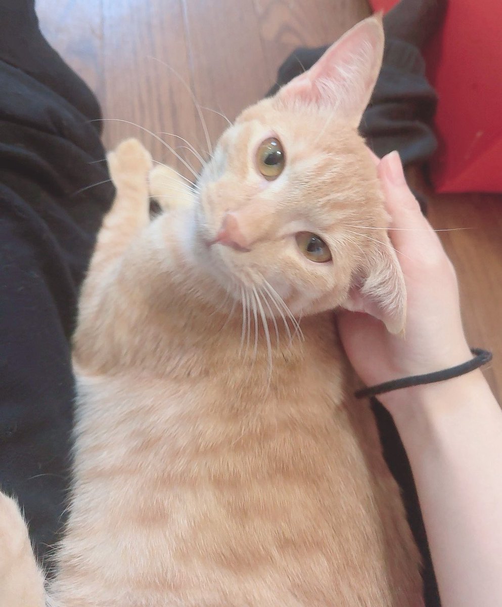 もちまる。様ご確認ページ もちまる日記 公式ホームページ