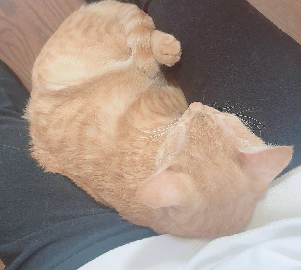 もちまる🐷🐈🐾 (@mochimaru_y) / Posts / X