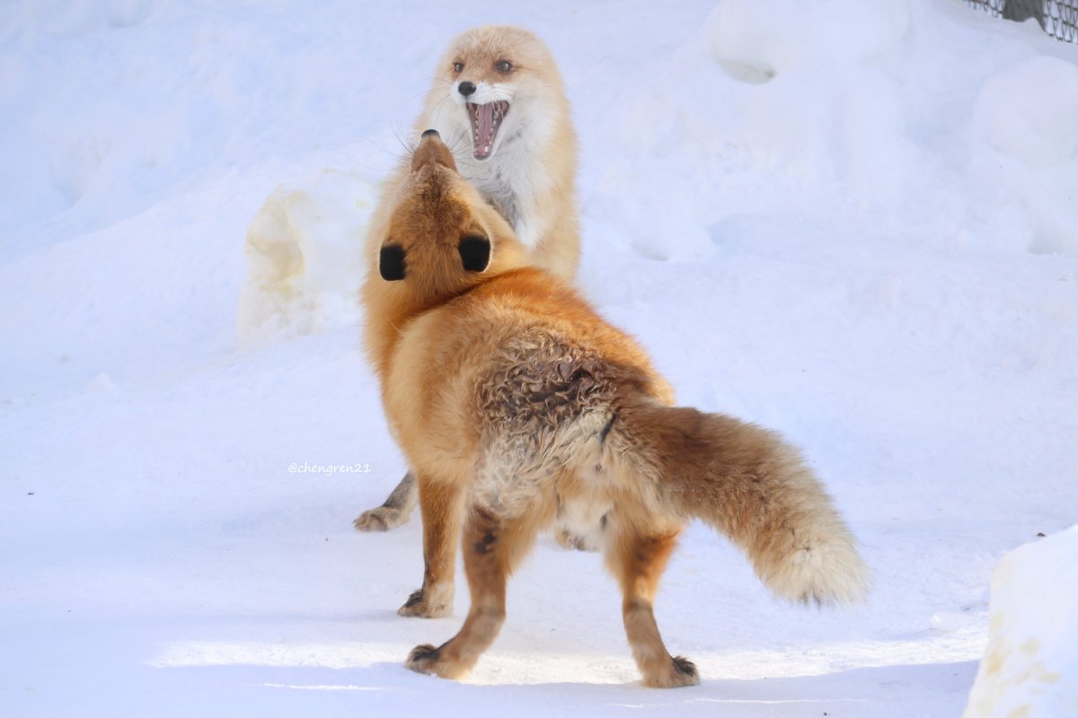 もめてるきつね、謎生物すぎる #北きつね牧場