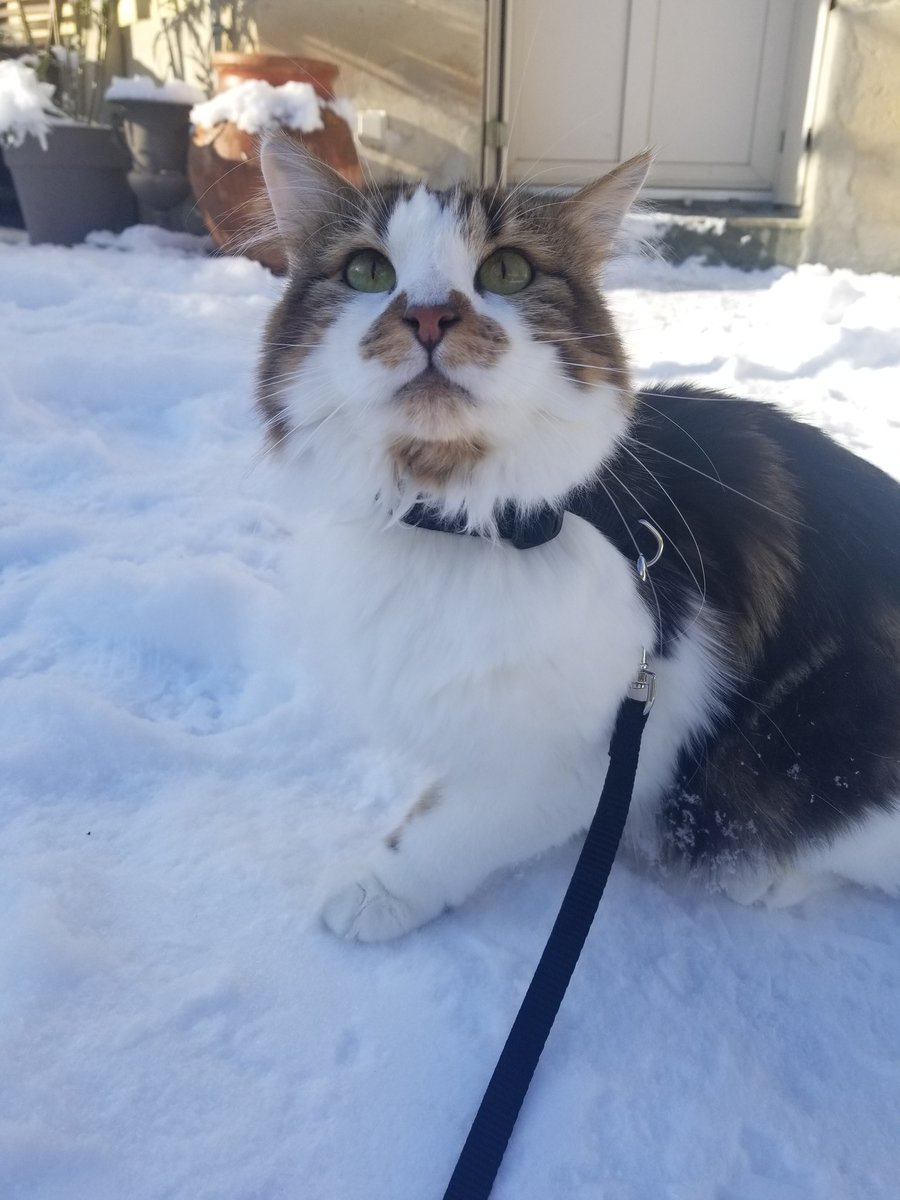 Alison LadyGame tweet media