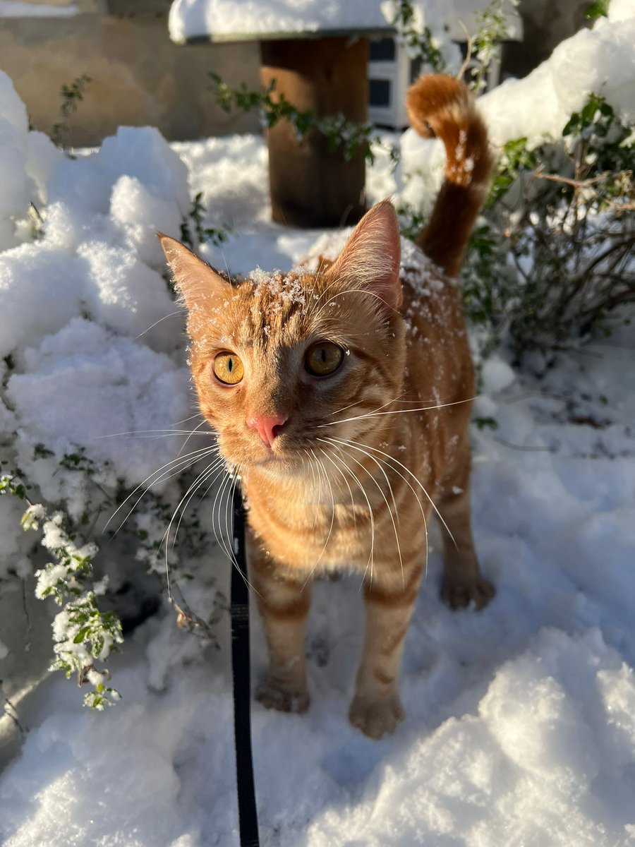 Alison LadyGame tweet media