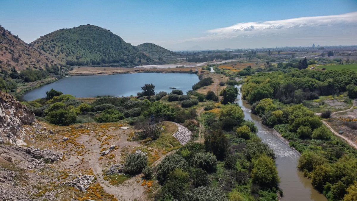 TomasVodanovic's tweet image. Mucha gente me ha escrito sorprendida porque no sabía que el Río Mapocho pasaba por Maipú, ni menos de sus hermosos paisajes y de la riqueza de su flora y fauna en nuestra comuna. 
Ayer, después de una lucha y un trabajo de muchos años, por fin el río fue declarado humedal…