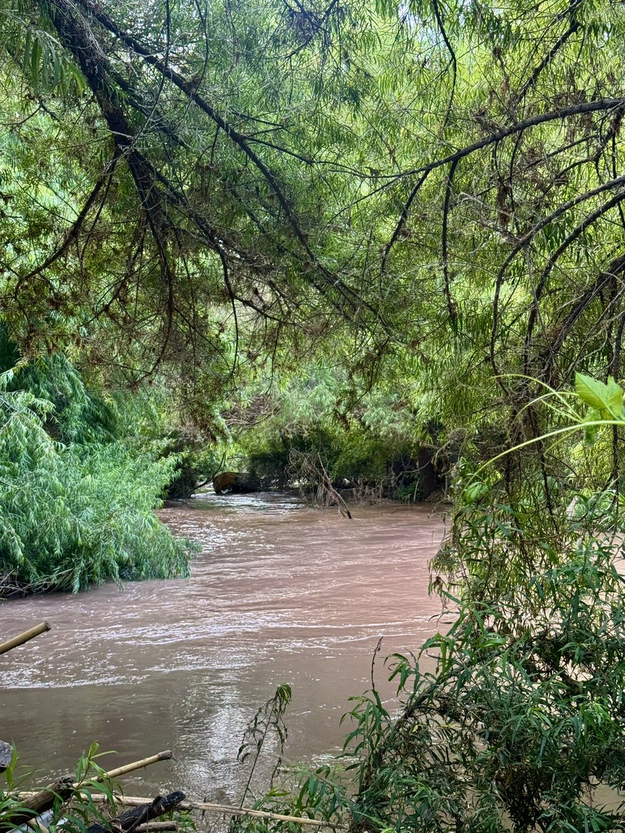 TomasVodanovic's tweet image. Mucha gente me ha escrito sorprendida porque no sabía que el Río Mapocho pasaba por Maipú, ni menos de sus hermosos paisajes y de la riqueza de su flora y fauna en nuestra comuna. 
Ayer, después de una lucha y un trabajo de muchos años, por fin el río fue declarado humedal…