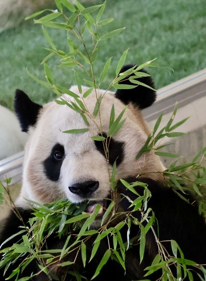 ちーじー🐼🌼 (@mutasokj) / Posts / X