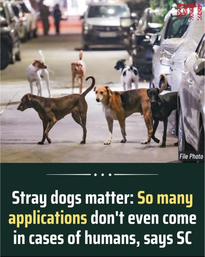 Hope the Supreme Court knows this now : India will not accept cruelty ❤️‍🩹
We demand compassion and kindness towards our dogs.
The volume of applications reflect the volume of abuse and cruelty towards them.

#SaveIndianDogs