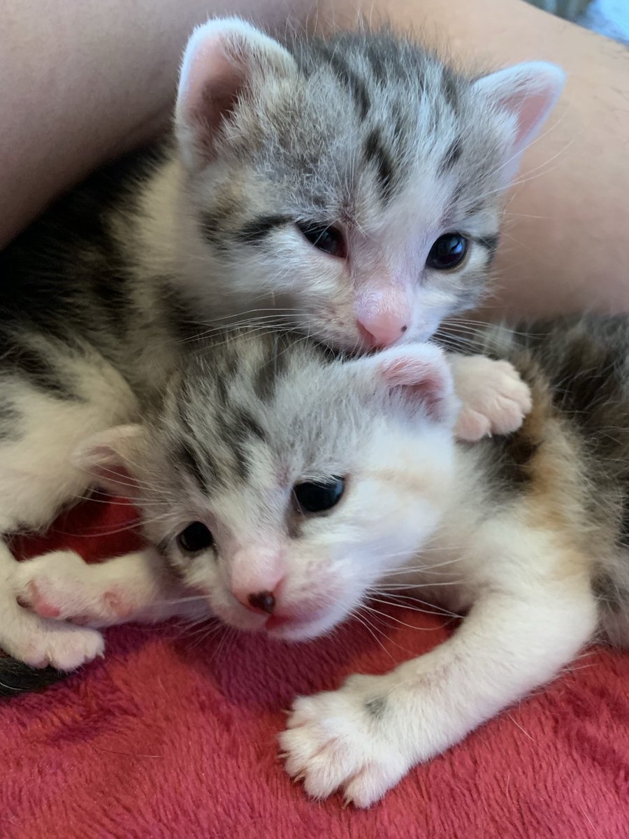 123akipapa's tweet image. 明日も遊ぼうね〜💕