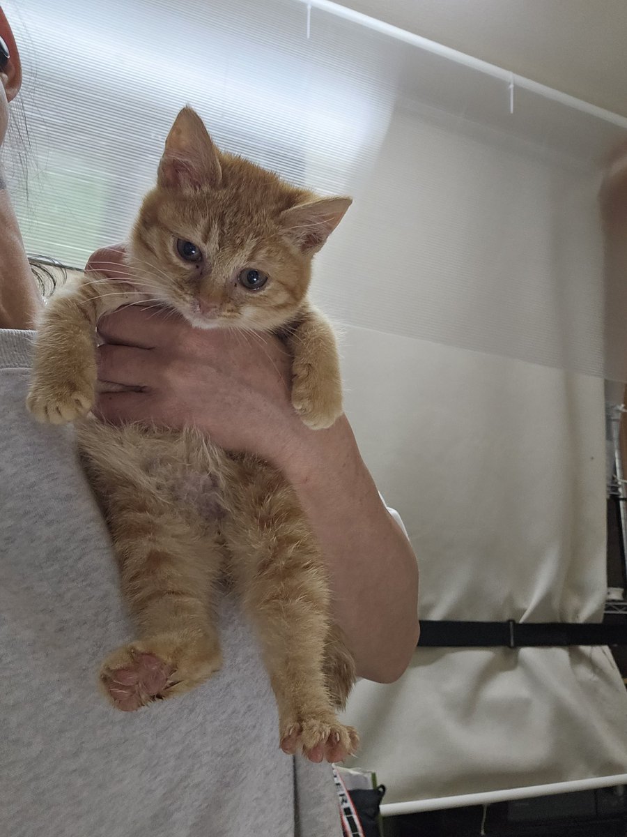 みたらしアニマル♡ ANIMAL アニマル adidas × atmos】ZX ALKYNE “CRAZY ANIMAL”が国内7月