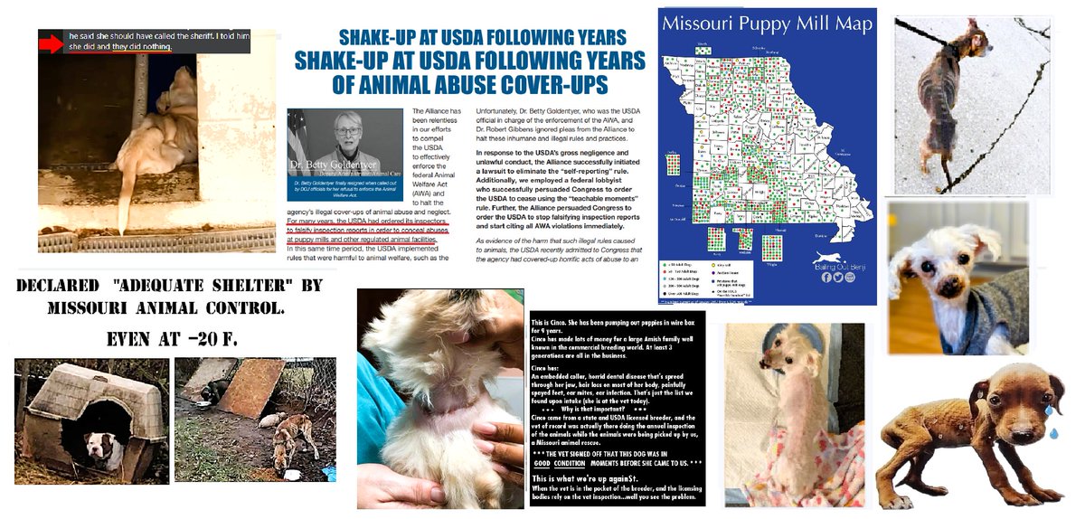 prettyinc's tweet image. Make Missouri Greater Than This 🙏
#WWJD #MAGA #MOLEG #MOSEN #WaysandMeansGOP #MoAgriculture #CityCampbell