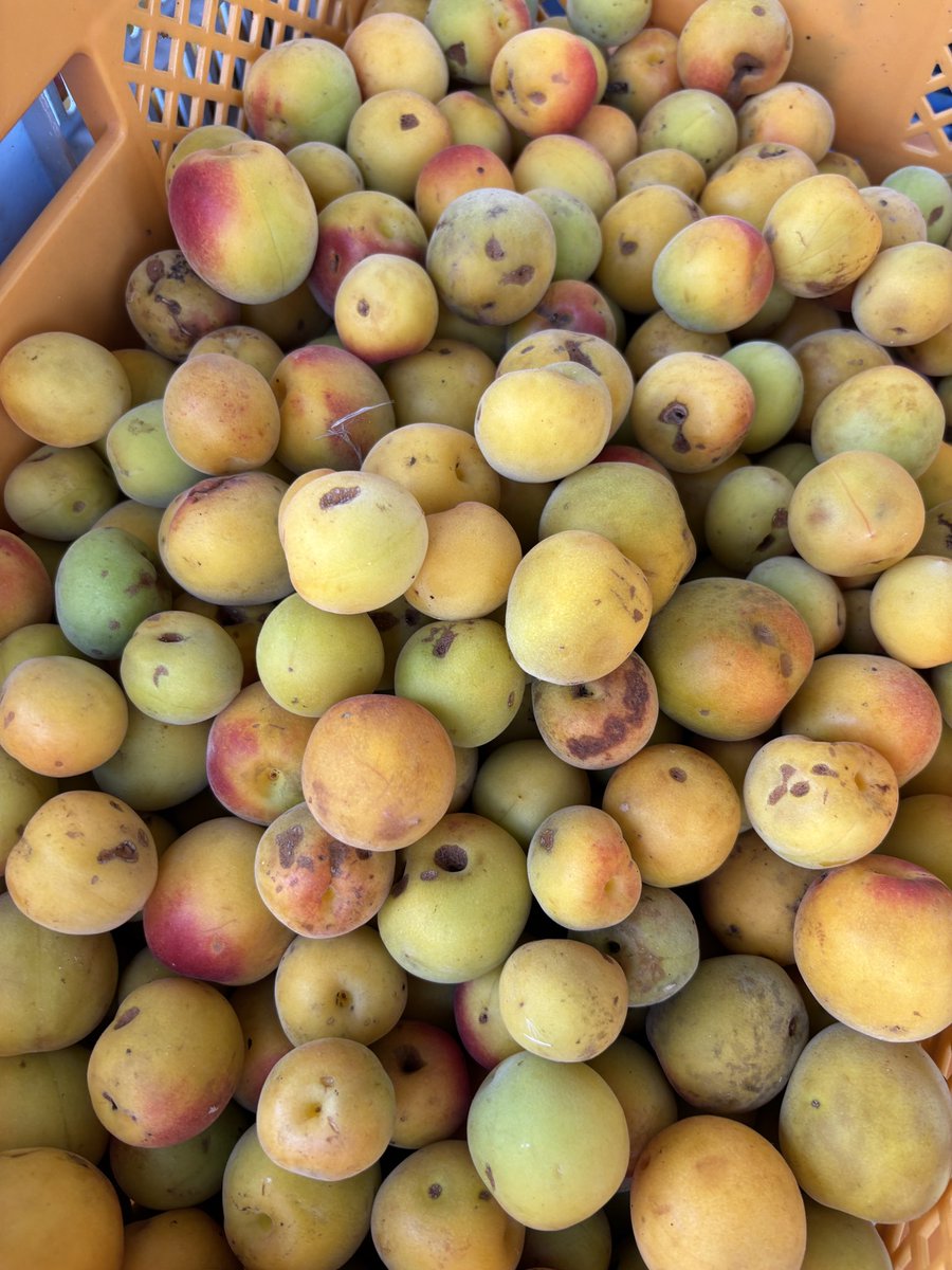 めぐたん めぐたん (@megutantanmegu) / Posts / X